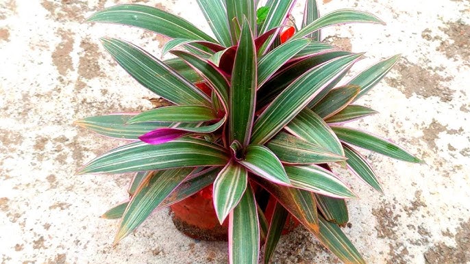 Moses in the Cradle (Tradescantia spathacea) is a tropical plant with striking purple and green leaves, known for its rosette growth and ease of care, ideal for indoor or outdoor settings.