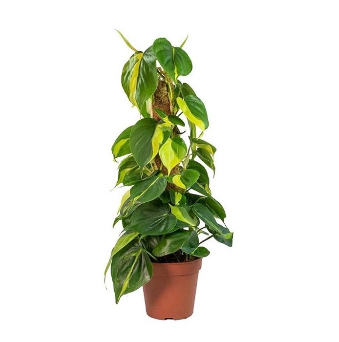Philodendron 
