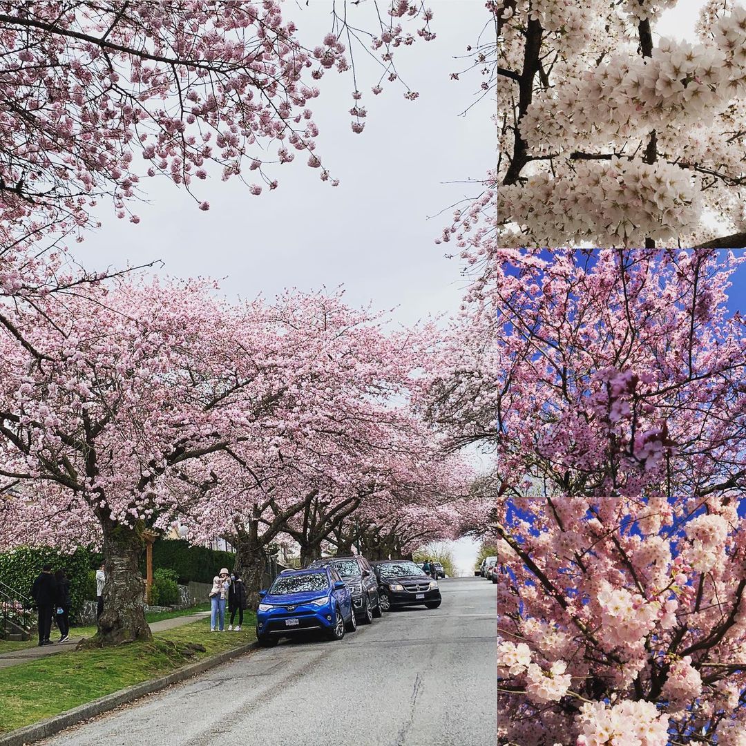 Popular Sakura Varieties Sakura flowers