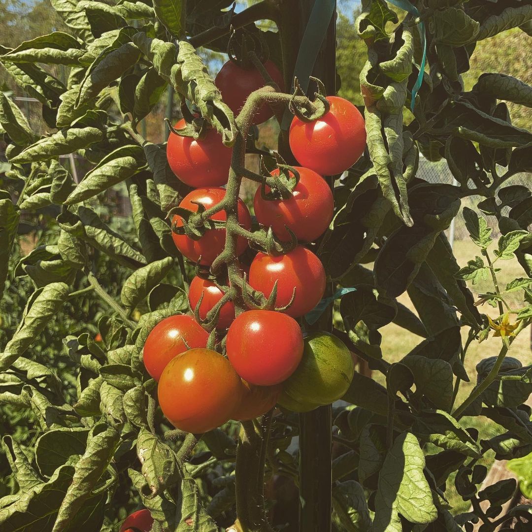 Tommy Toe is a popular heirloom cherry tomato variety known for its small, round fruits, rich flavor, and high yield, thriving in full sun and well-draining soil, making it ideal for fresh eating and salads.