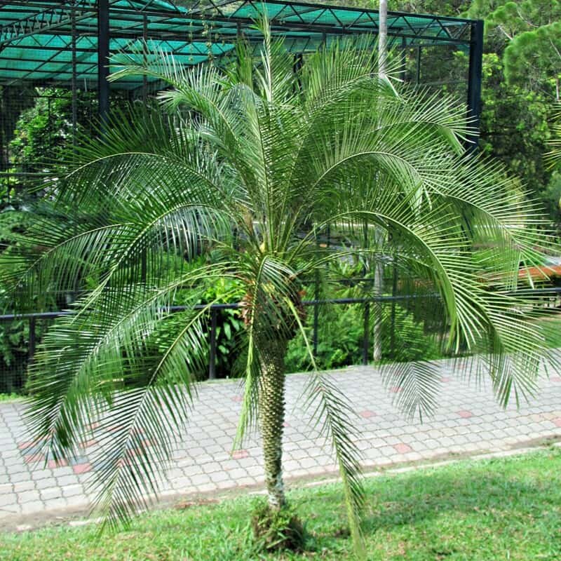 The Robellini Palm (Phoenix roebelenii), also known as the Pygmy Date Palm, is a small, graceful palm tree with feathery, arching fronds, commonly used in landscaping or as an indoor ornamental plant.