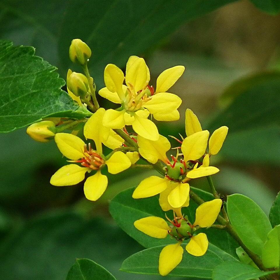 Thryallis (Galphimia glauca)