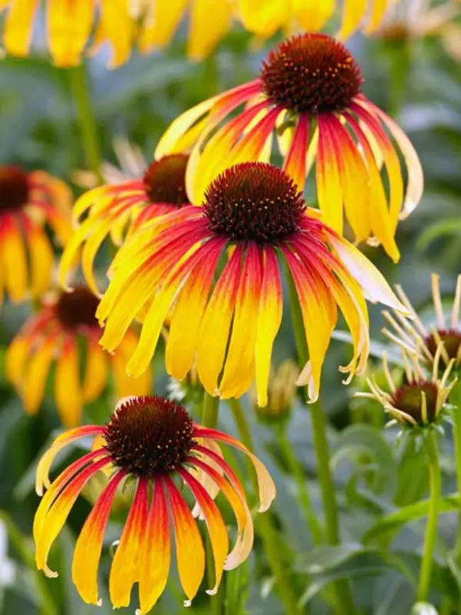 Echinacea Fiery Meadow Mama coneflower