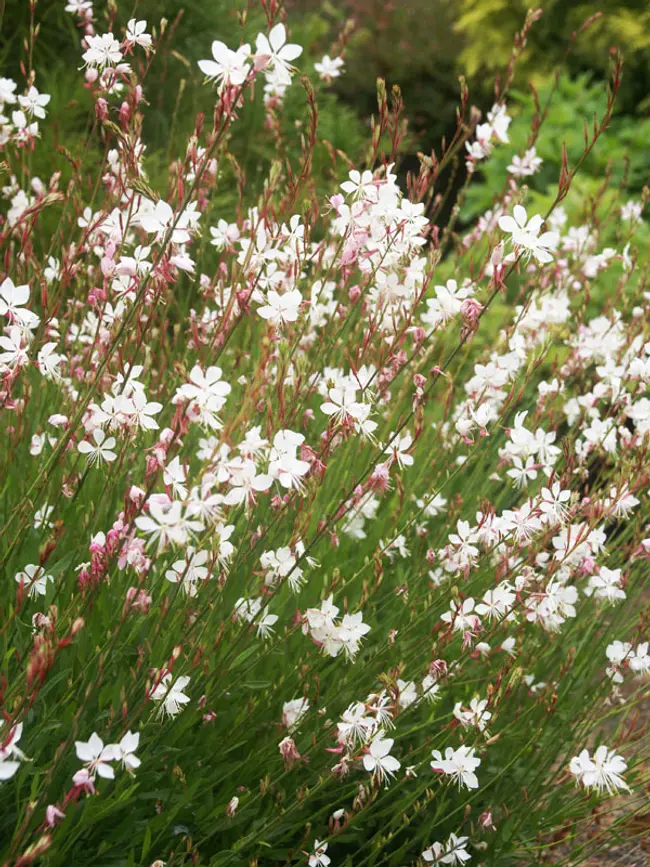 Gaura Whirling Butterflies
Wand Flower