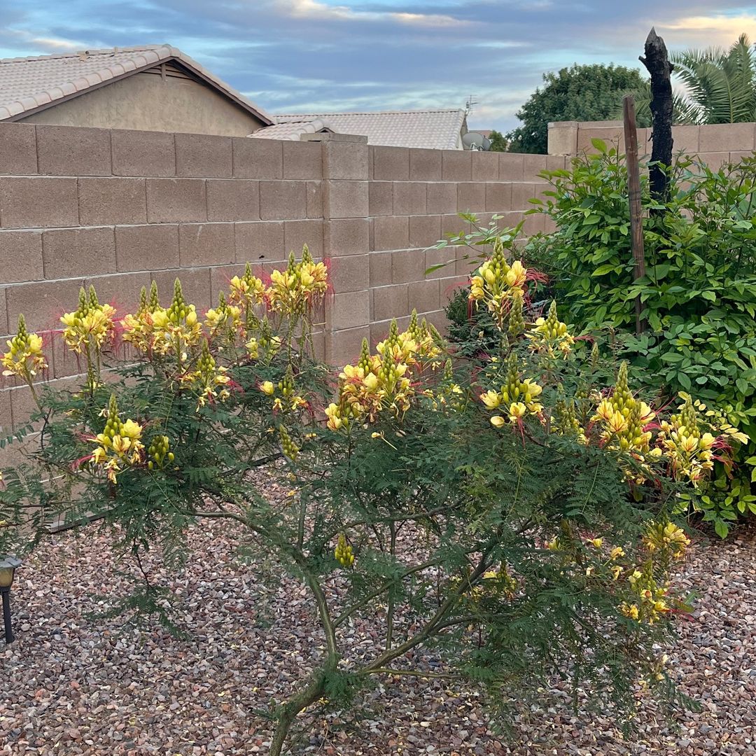 Mexican Bird of Paradise (Caesalpinia mexicana)