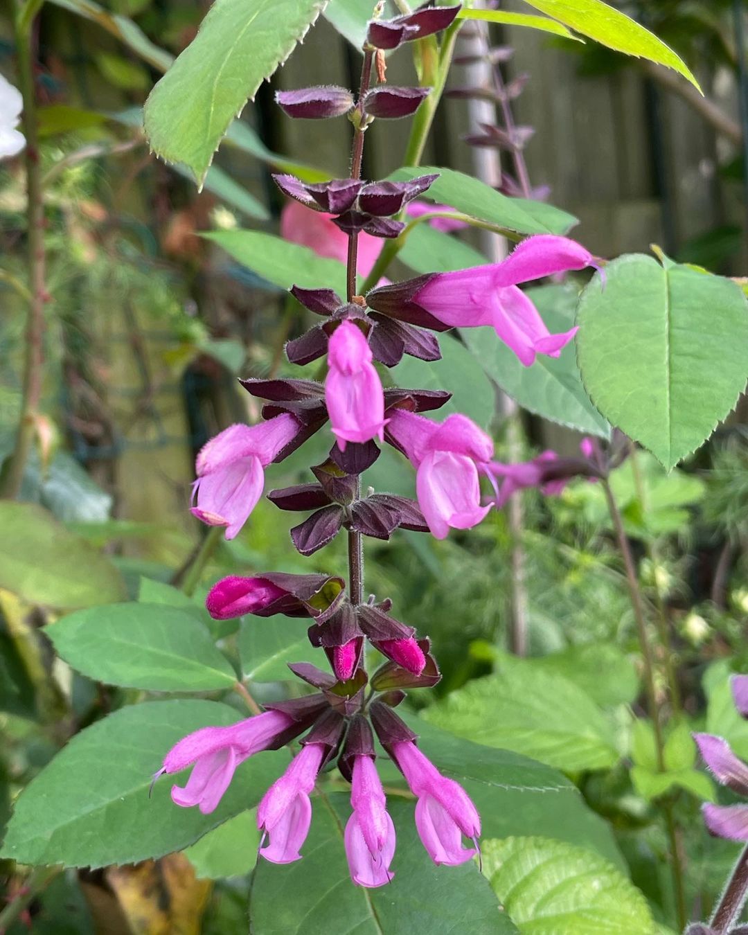 Salvia 