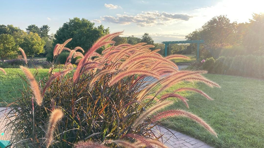 Red Fountain Grass