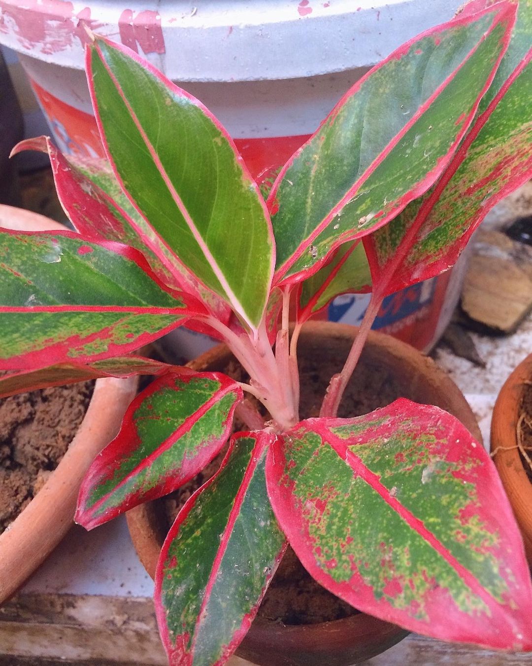 Red Chinese Evergreen (Aglaonema 