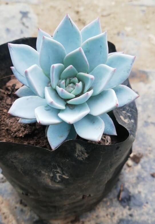 Echeveria 