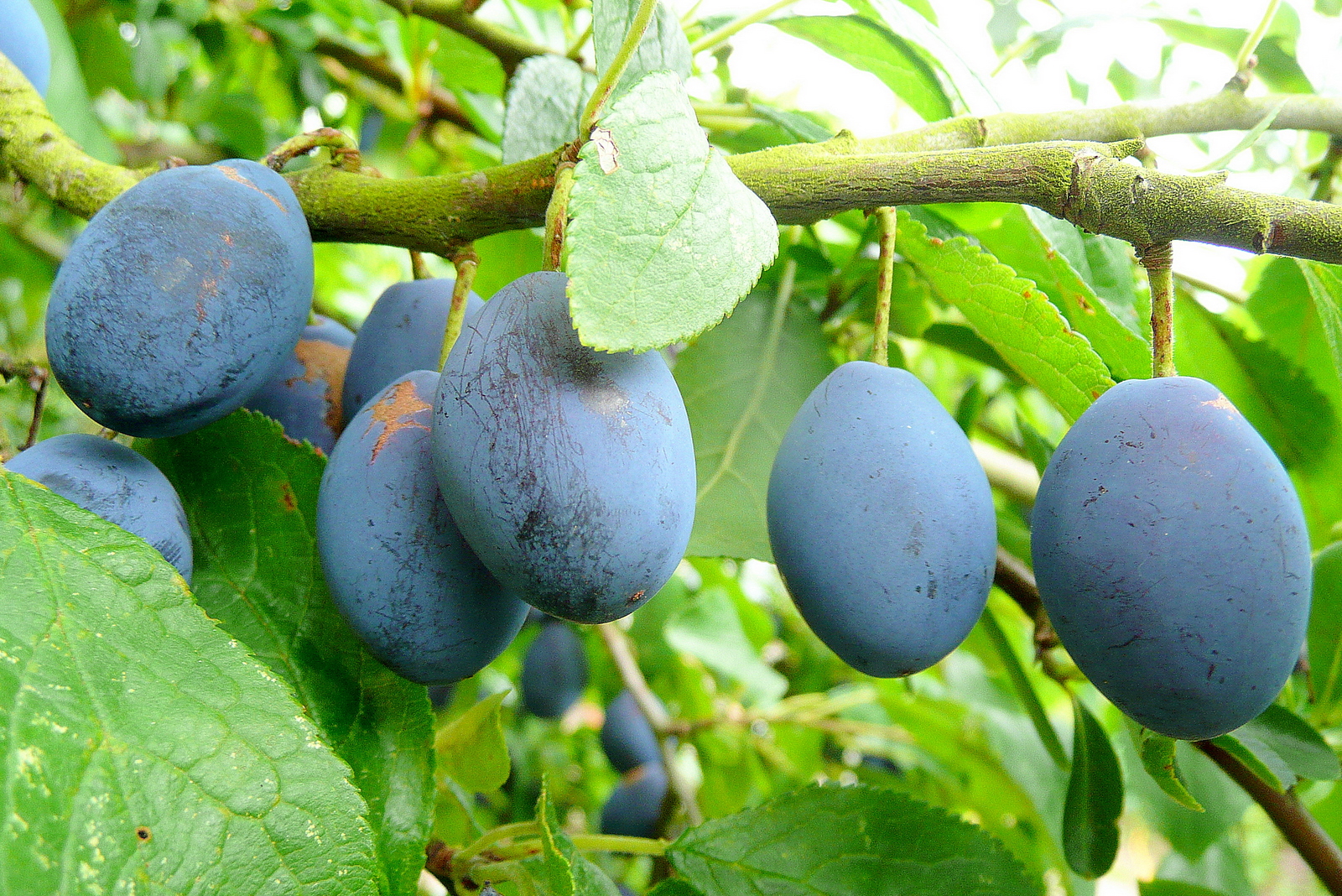 Damson_plum_fruit Types of Plums
