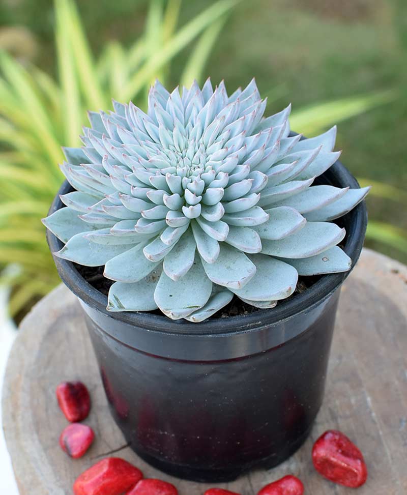 Echeveria 