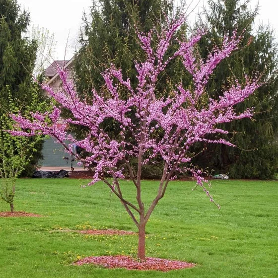 Texas Redbud
Botanical name: Cercis canadensis var.texenis