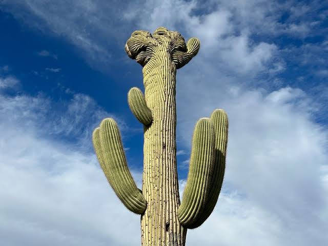 Saguaro