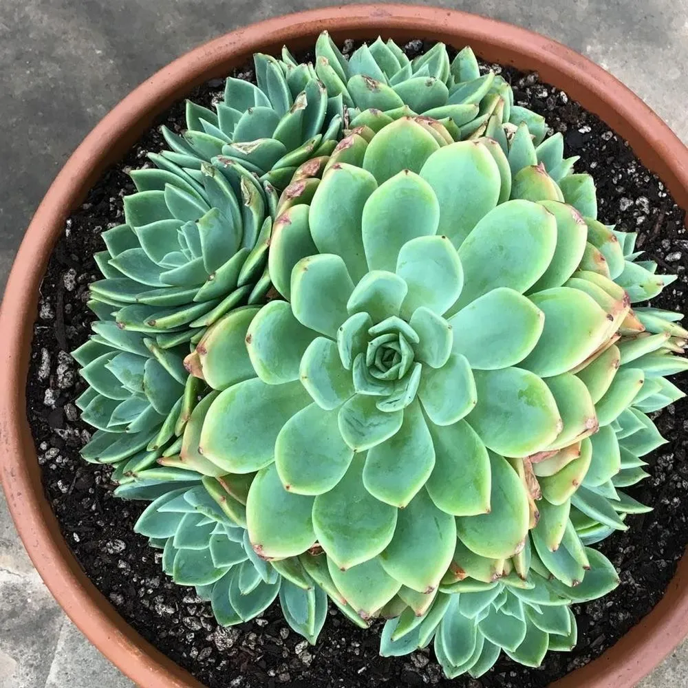 Echeveria 