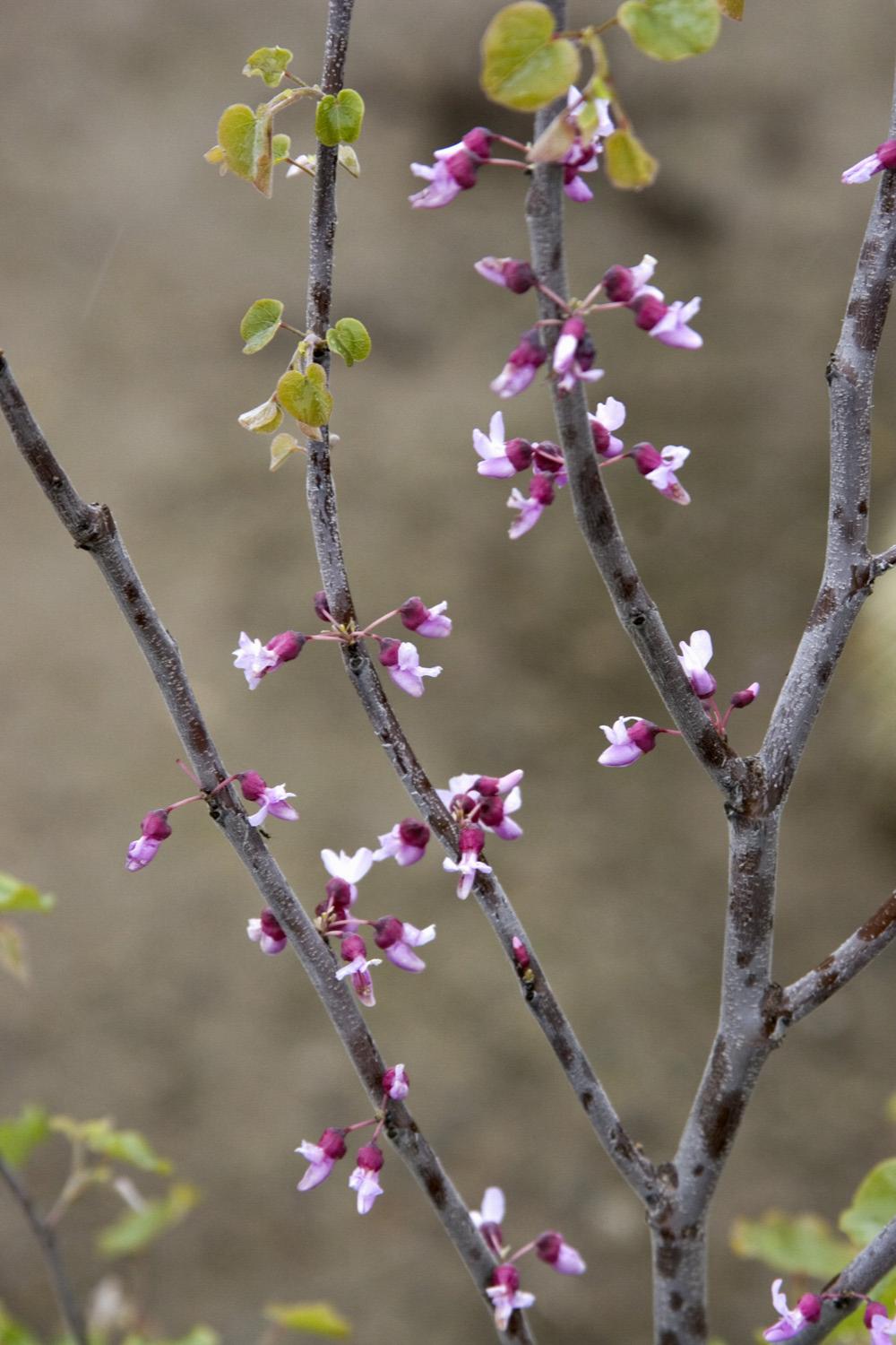 Mexican Redbud