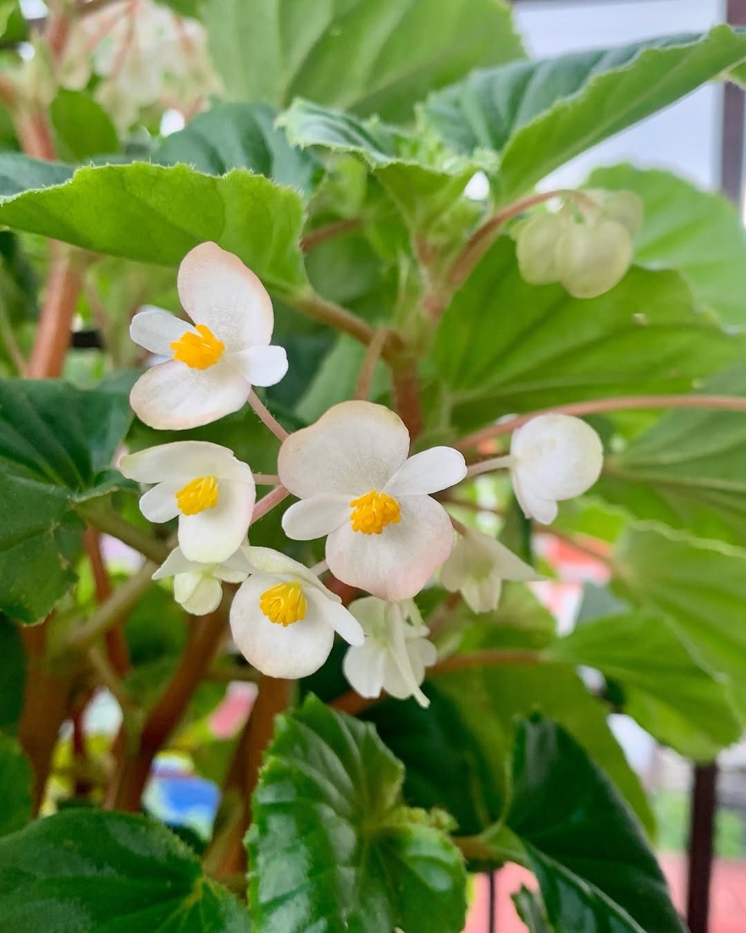 #begonia #begonias
