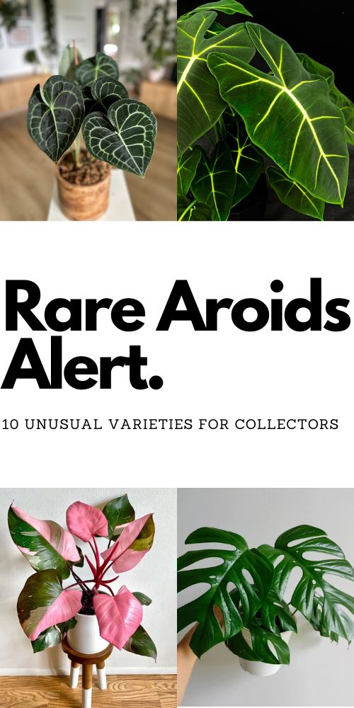 Rare Aroids Alert: 10 Unusual Varieties for Collectors