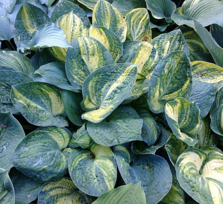 Hosta Bleuphoria (sometimes written as bleuphoria hosta) is