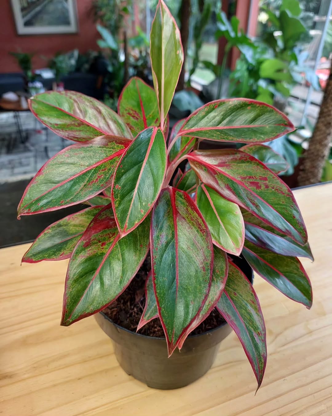 Chinese Evergreen Aglaonema