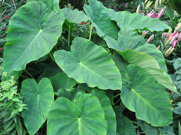Colocasia esculenta ‘Mojito