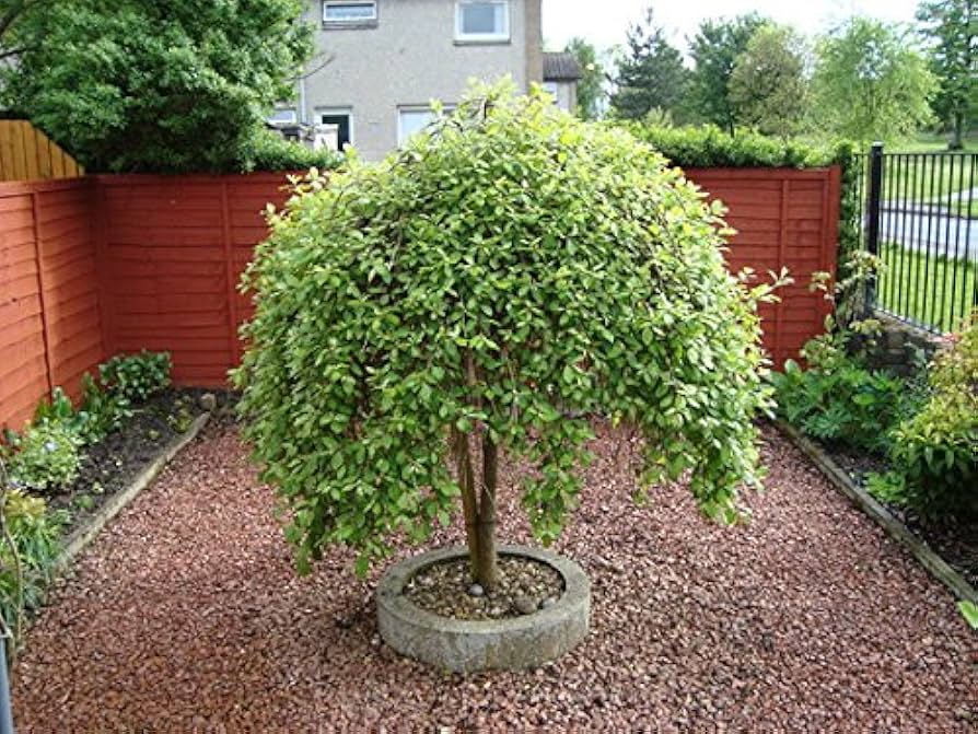 Dwarf Weeping Willow Tree