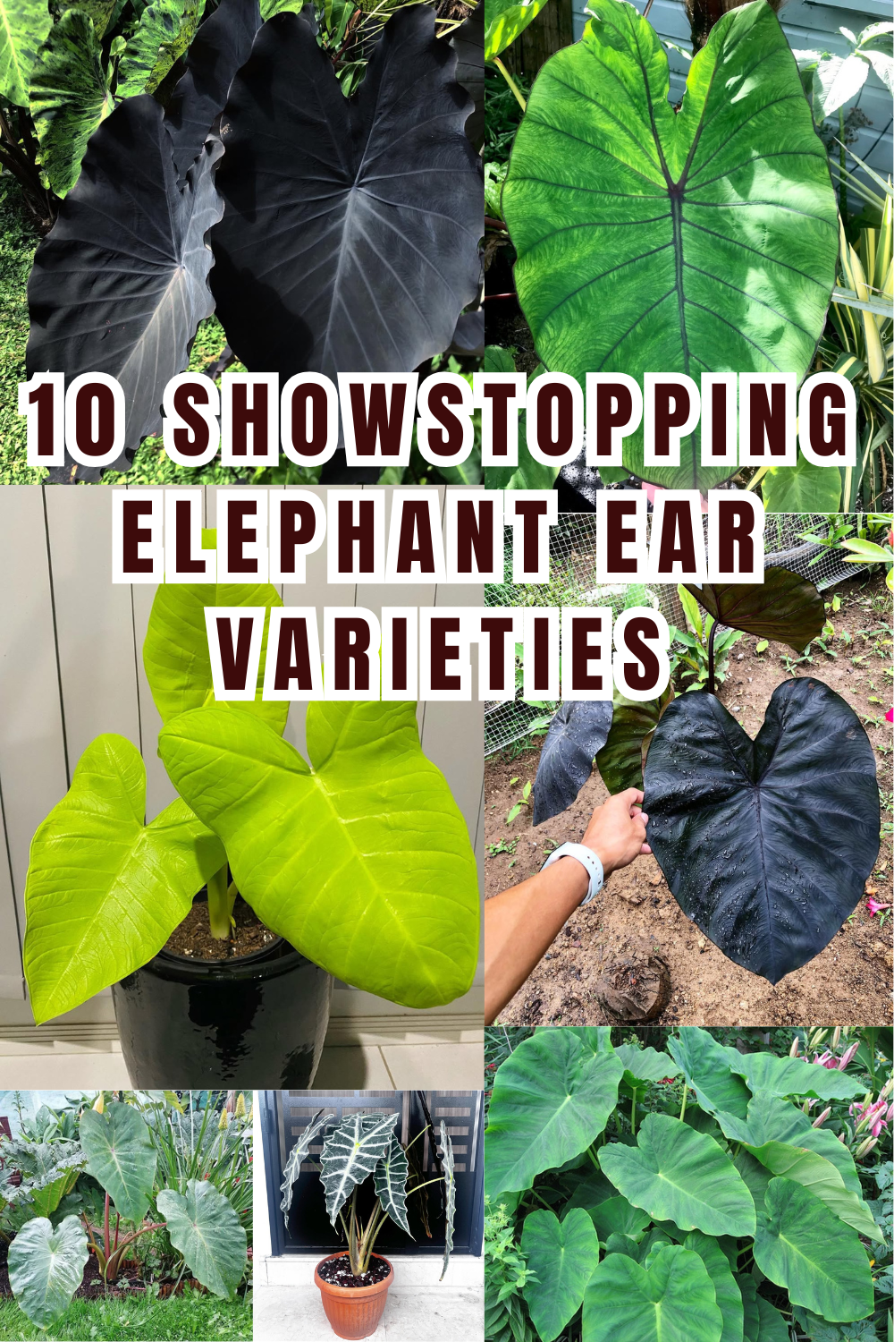 Elephant Ear Obsession: 10 Stunning Varieties for Dramatic Gardens 🐘
