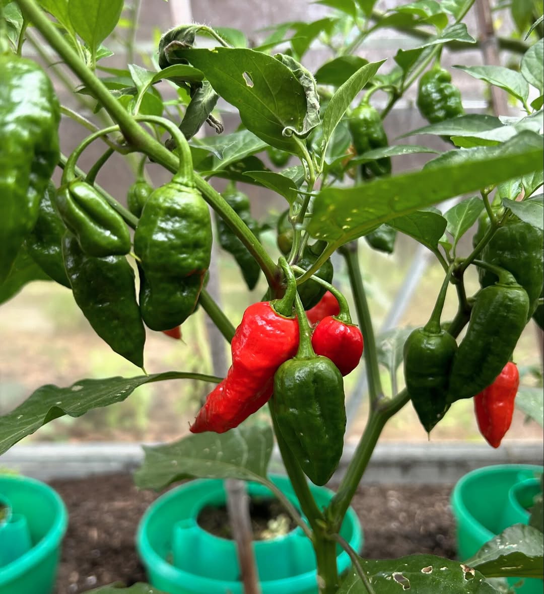 Ghost Peppers (Bhut Jolokia)