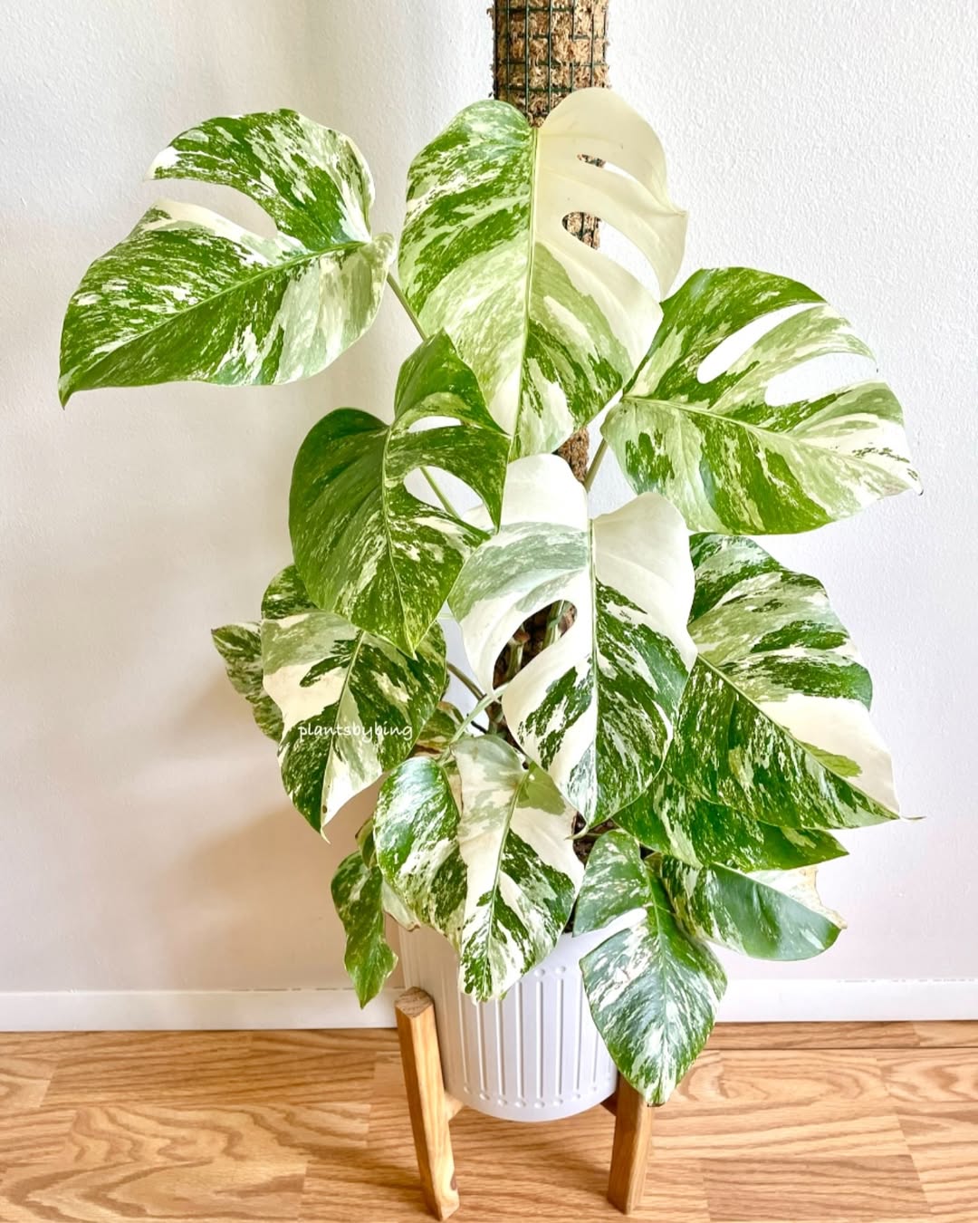 Monstera Albo Variegata