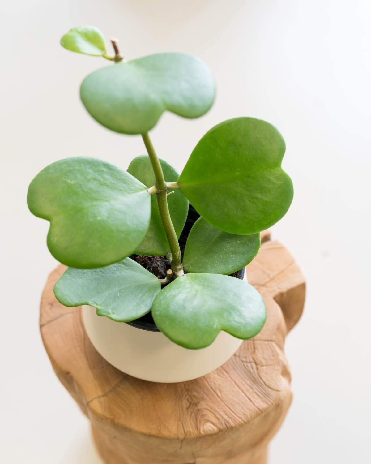 Hoya ‘Heart’ (Kerrii)