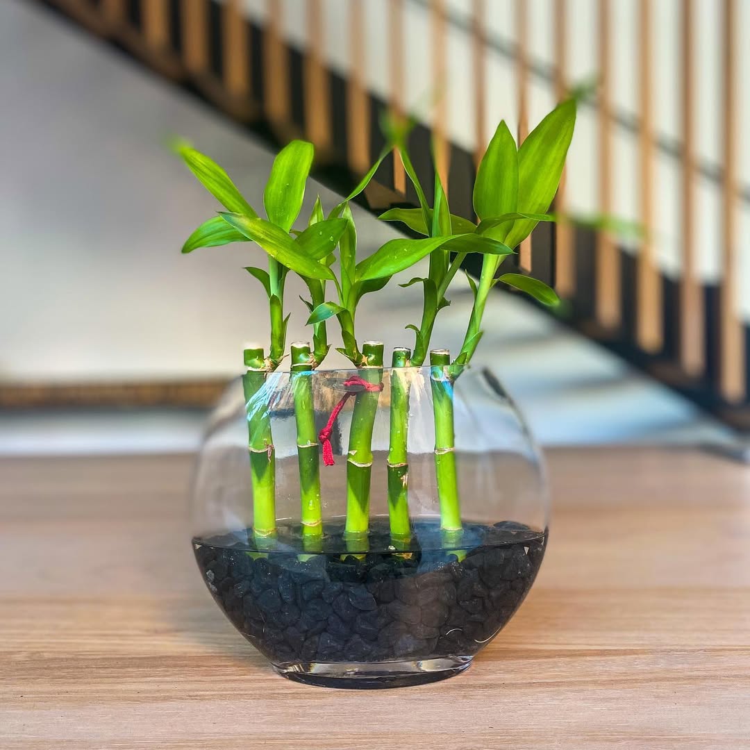 Lucky Bamboo