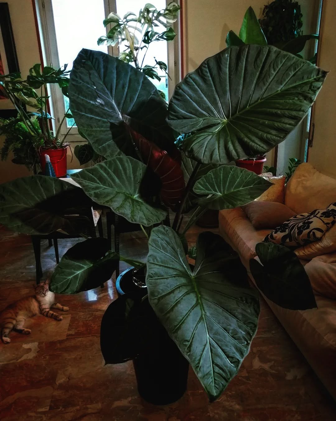 Regal Shields (Alocasia âRegal Shieldsâ)