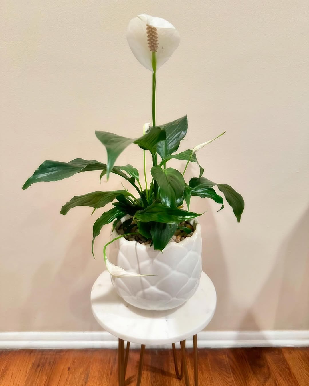 Peace Lily