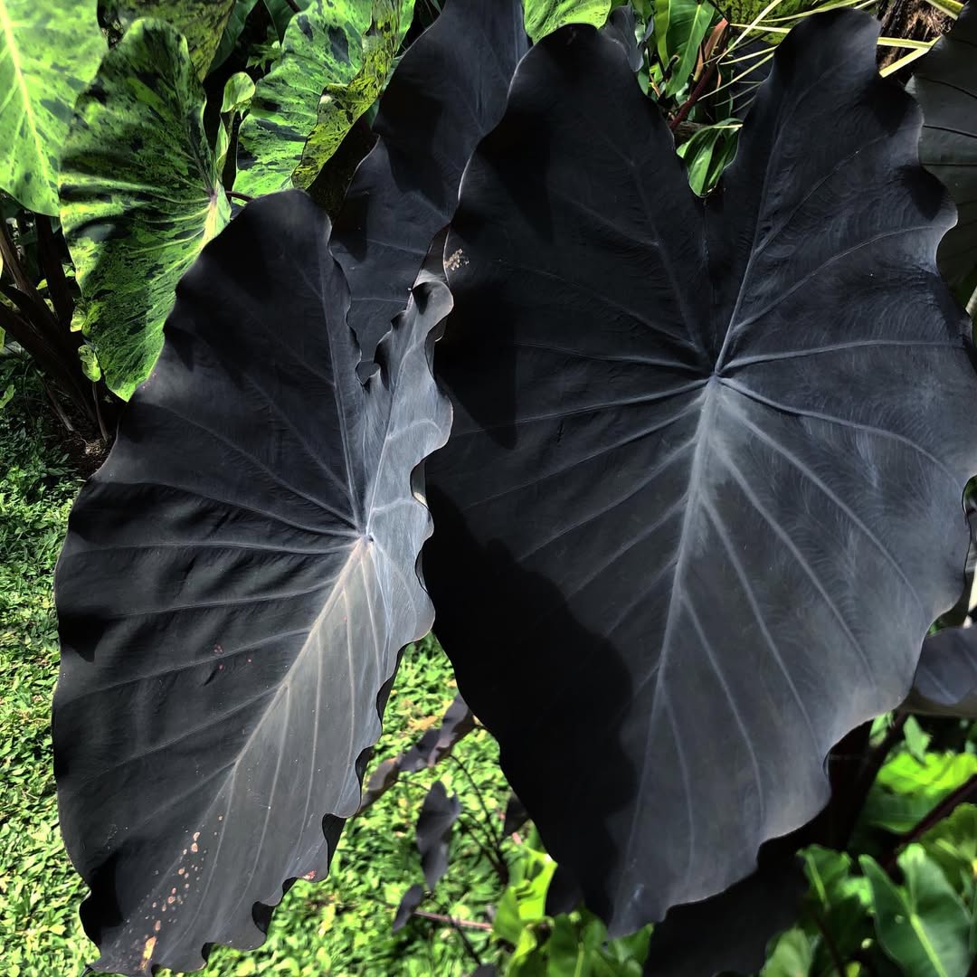 Colocasia esculenta âBlack Magicâ