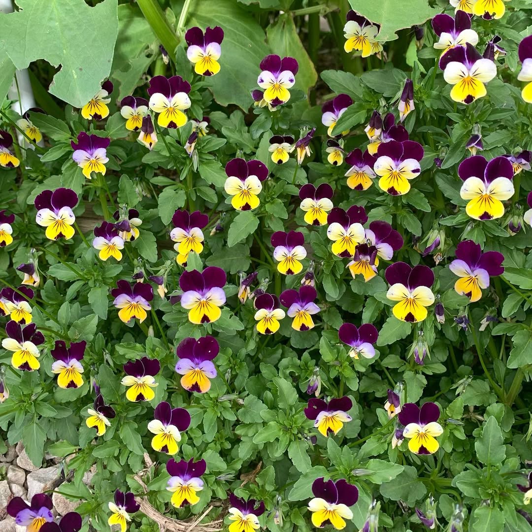 Johnny Jump Up - flowers starting with J