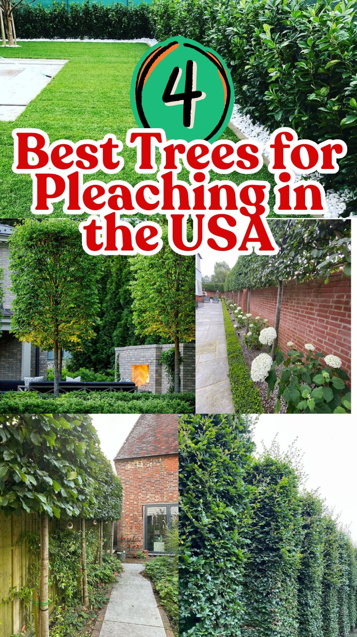 Pleached Trees: Your Complete Guide to Creating Living Architecture