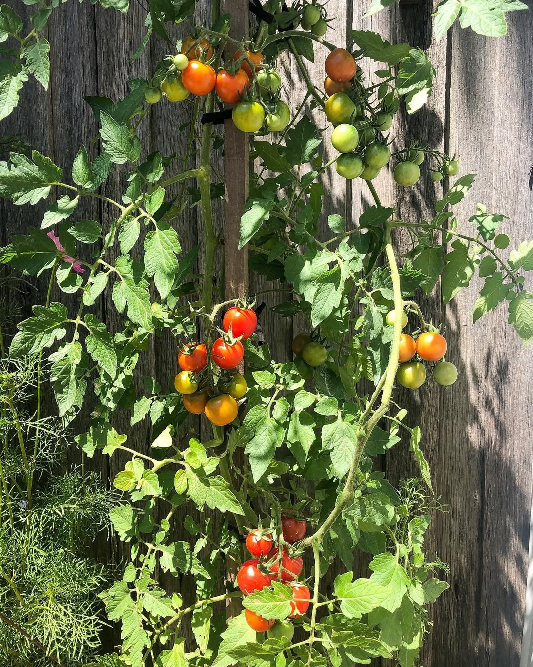 Juliet tomatoes