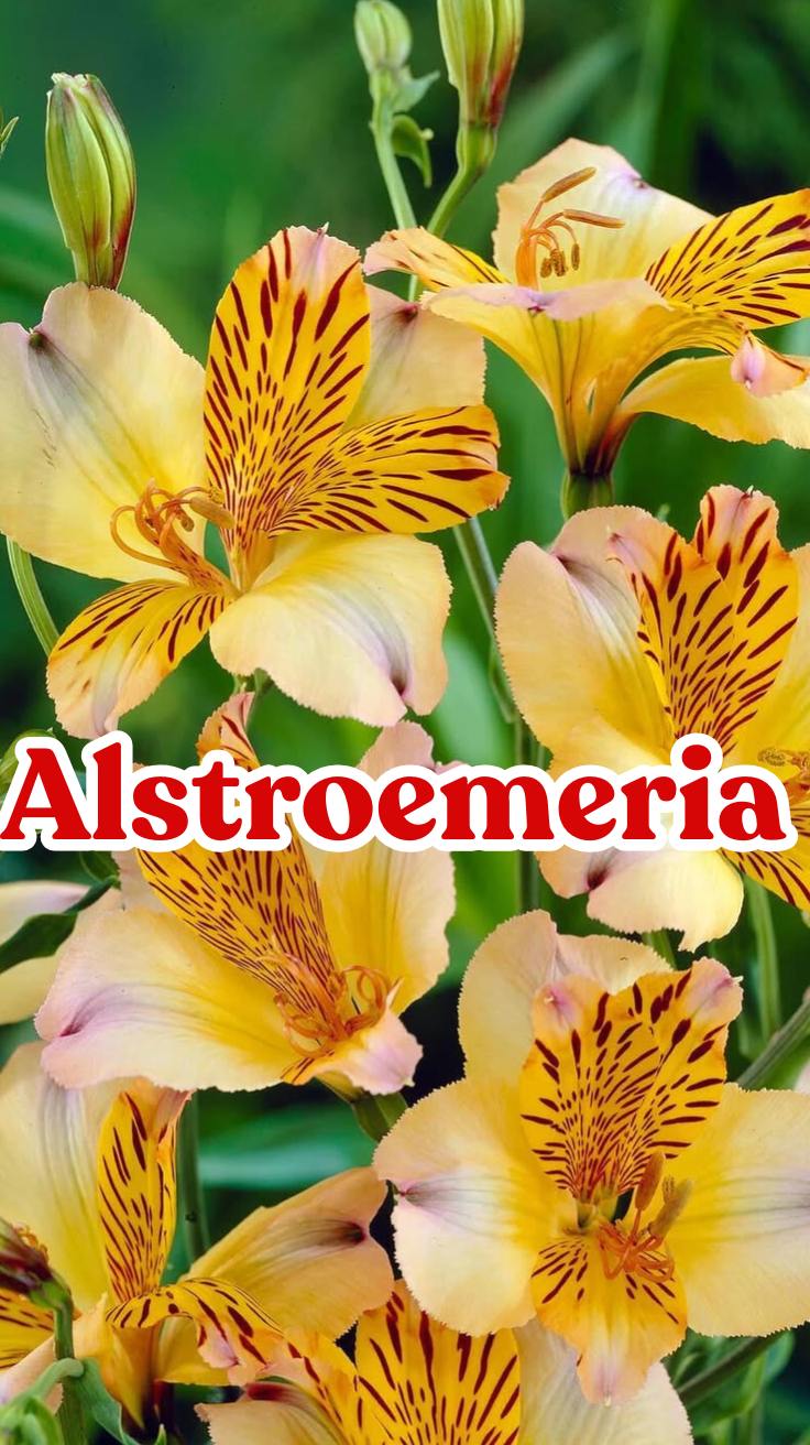 Alstroemeria: Your Complete Guide to Growing and Caring for Peruvian Lilies