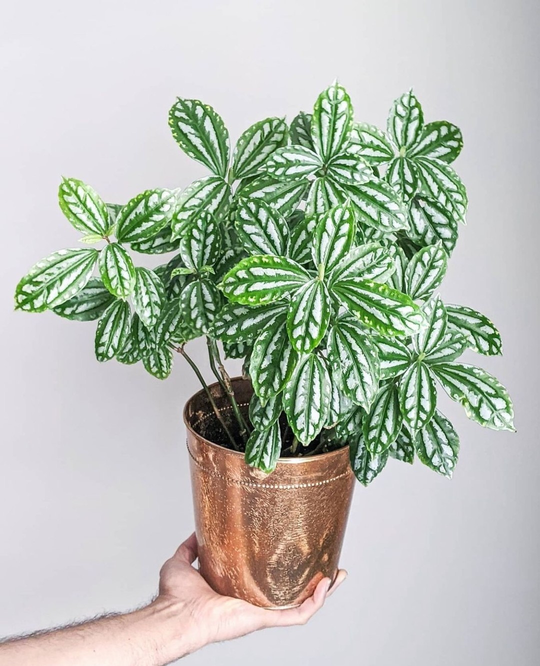 Aluminum Plant (Pilea Cadierei)
