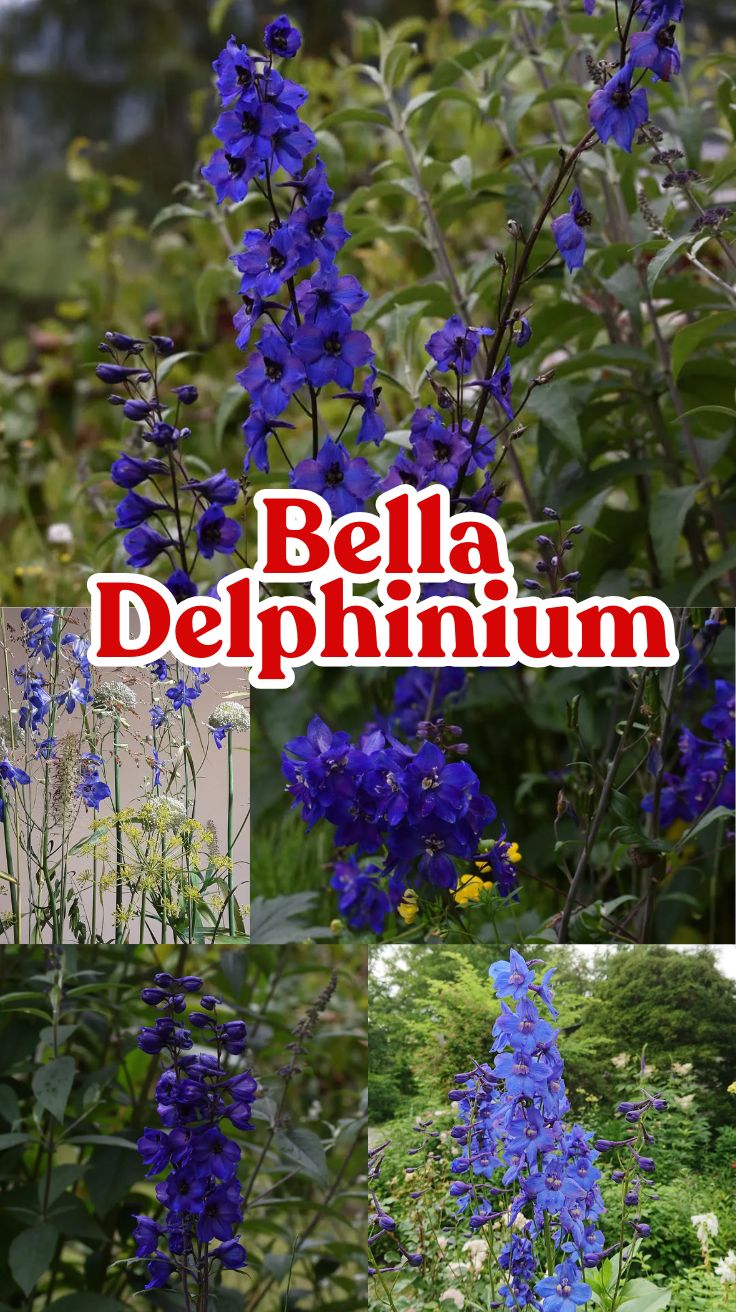 Bella Delphinium: Your Complete Guide to Growing and Caring for This Stunning Flower