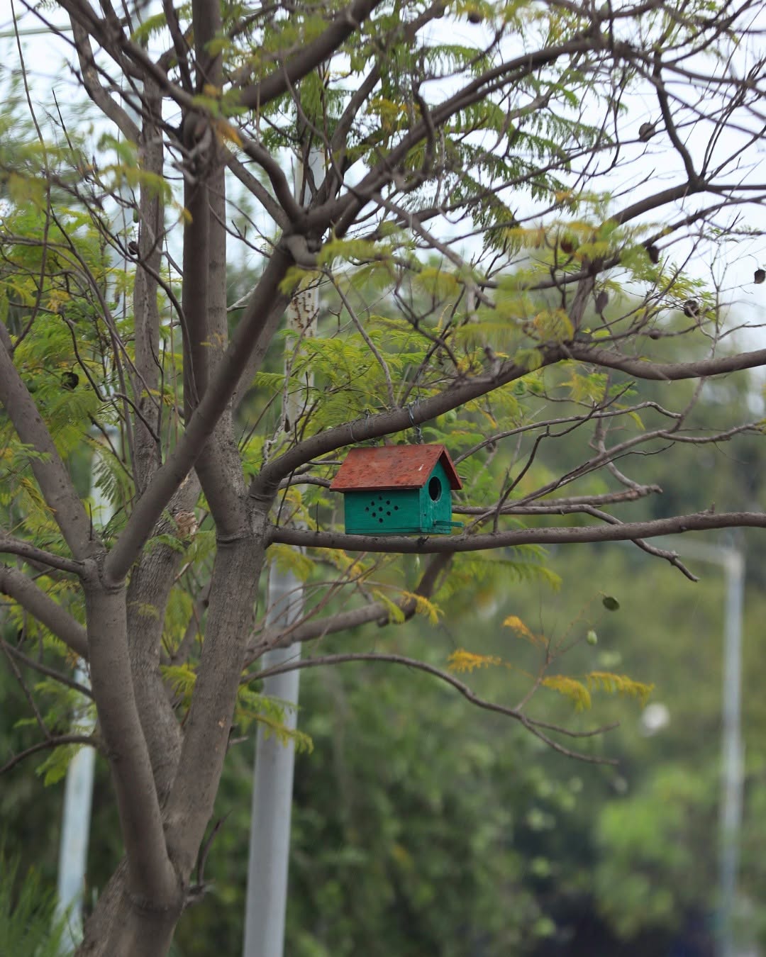 Birdhouses and Nesting Boxes