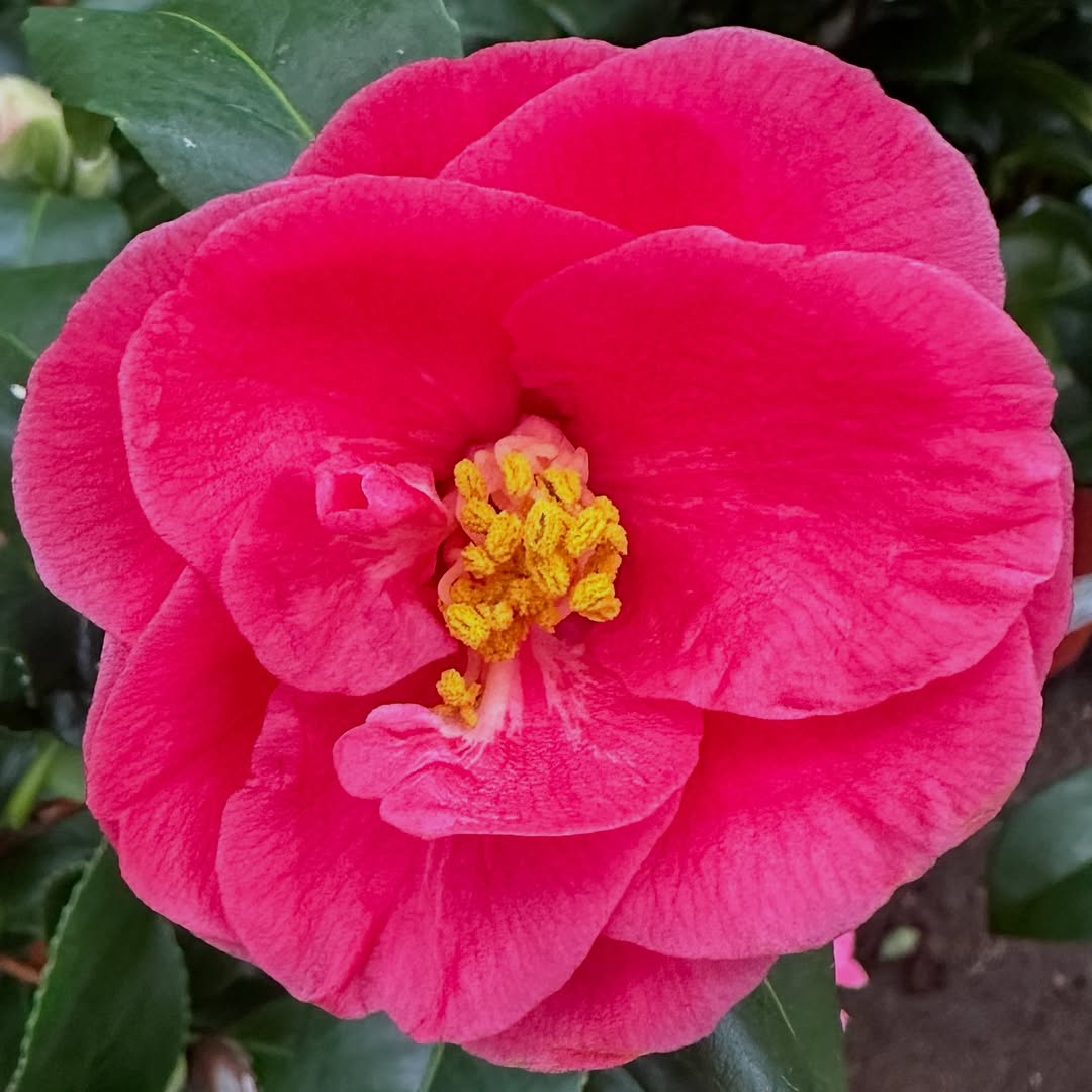 Camellia japonica