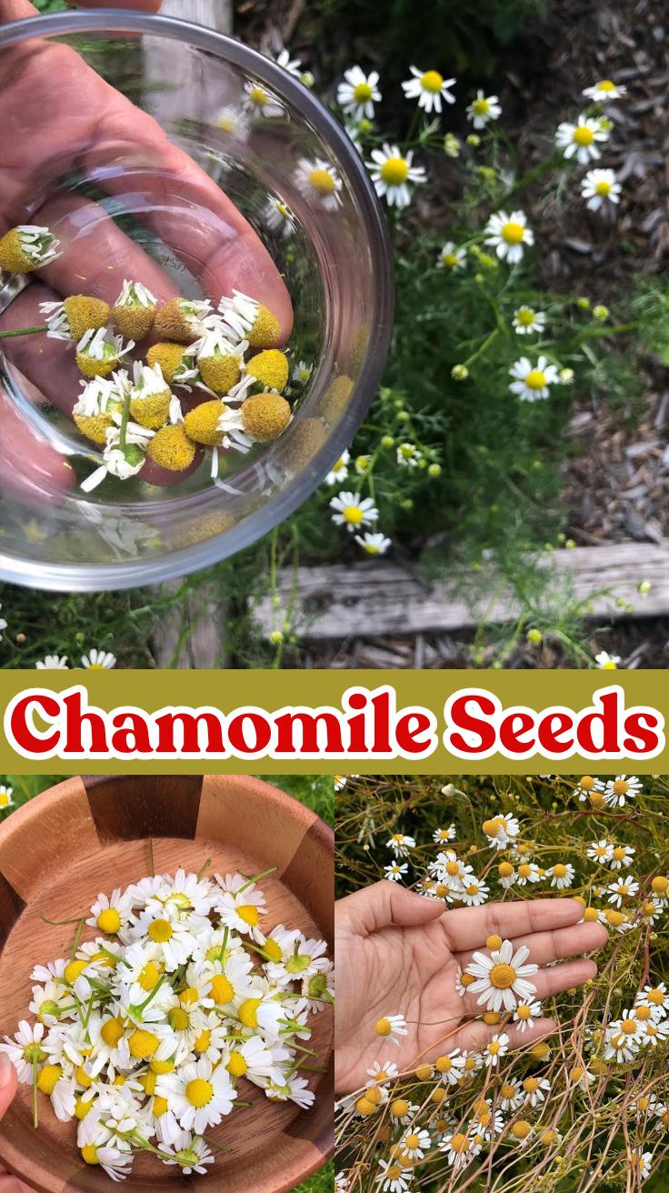 Chamomile Seeds: Your Ultimate Guide to Growing, Caring, and Harvesting