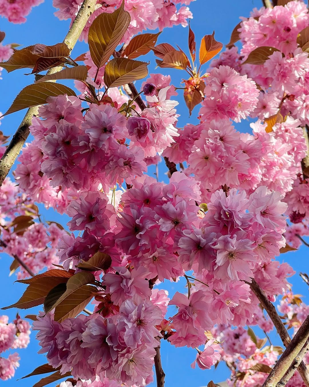 Cherry Blossoms (Prunus serrulata)