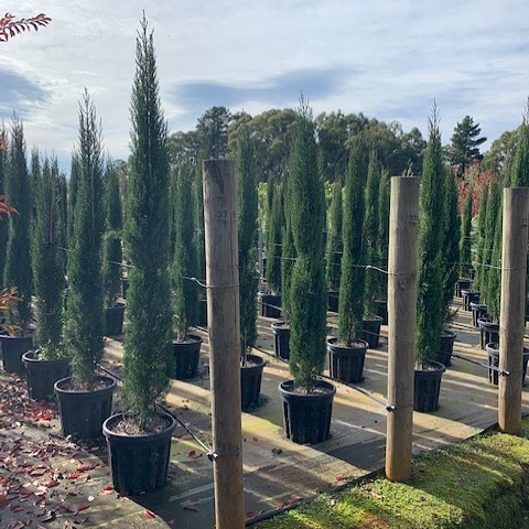 Cupressus sempervirens