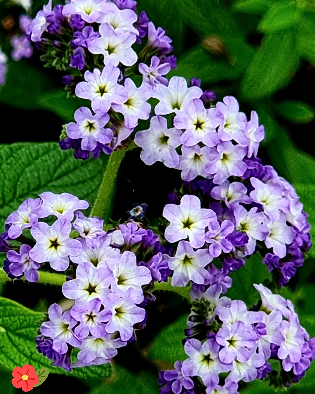 Heliotrope (Heliotropium arborescens)