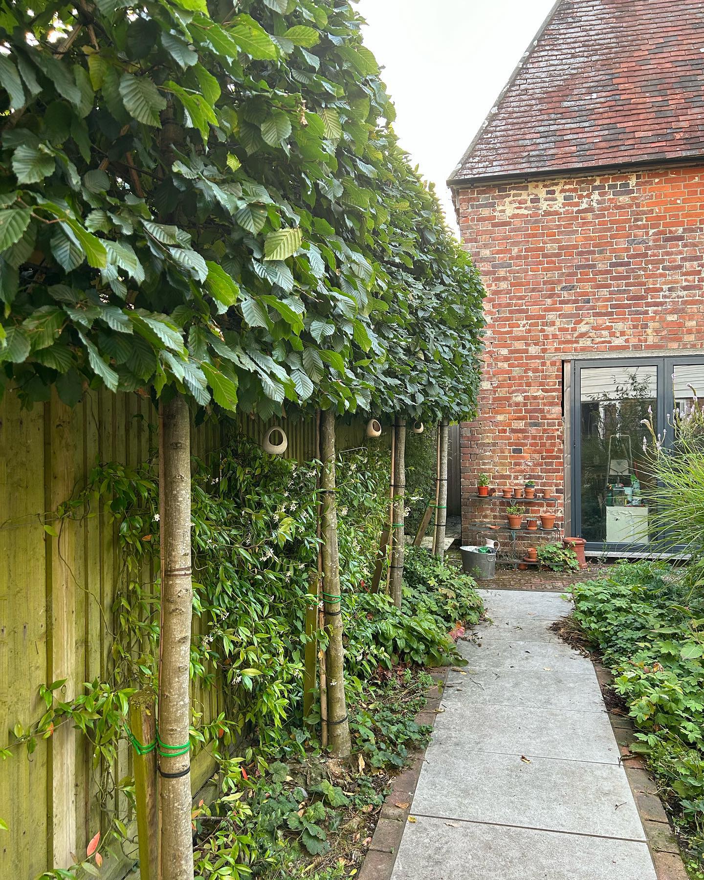 Hornbeam (Carpinus betulus)