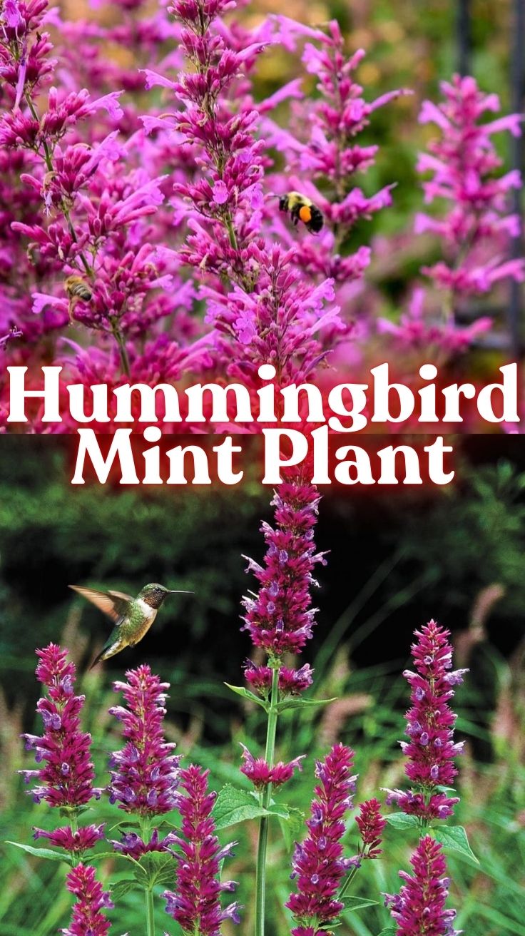 Hummingbird Mint Plant: Your Complete Guide to Growing Agastache