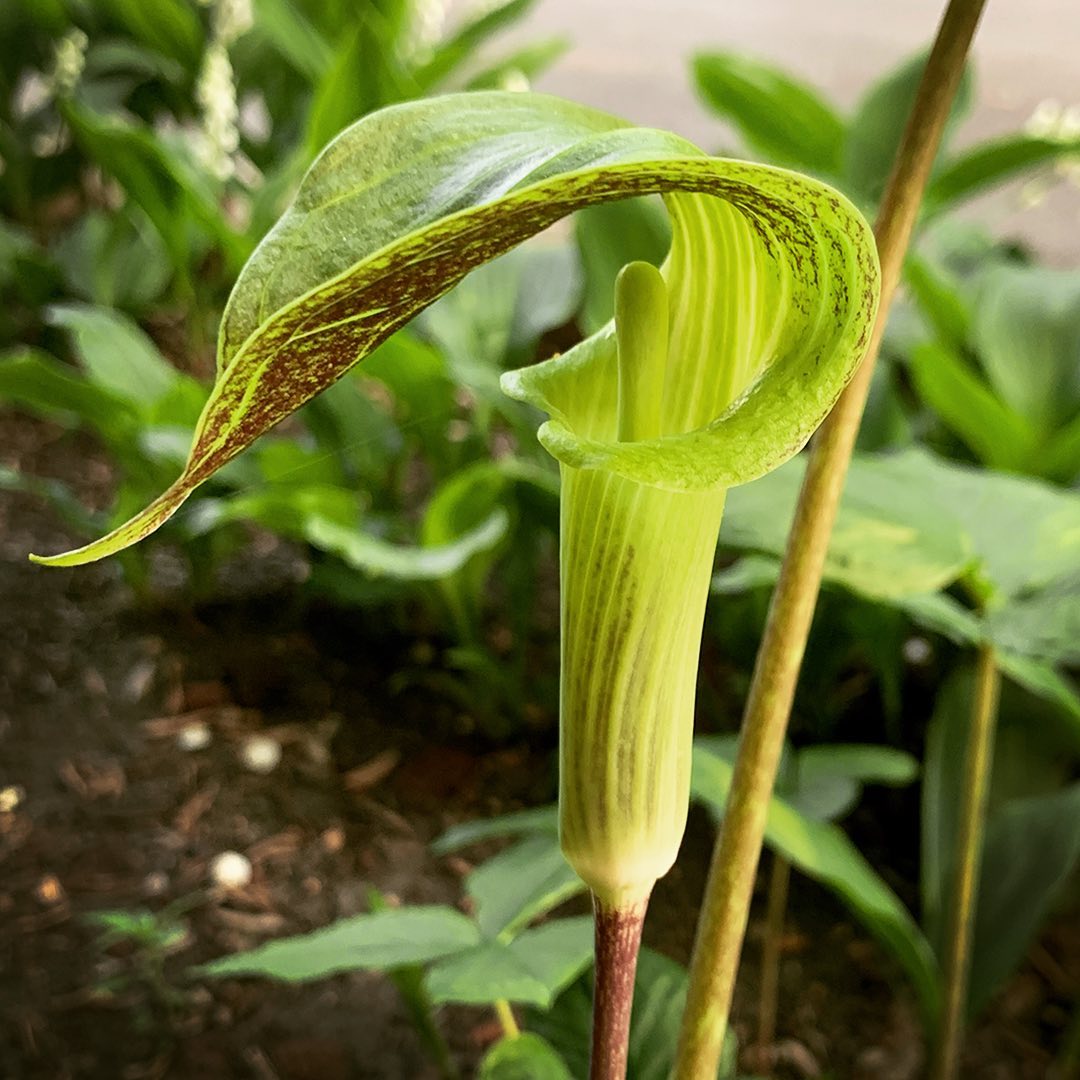 Jack-in-the-Pulpit - flowers starting with J