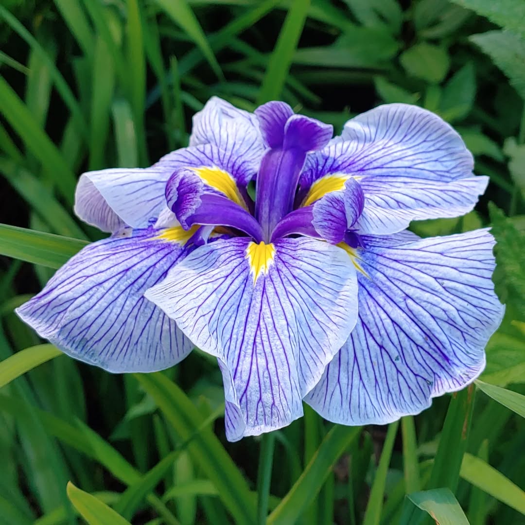 Japanese Iris - flowers starting with J
