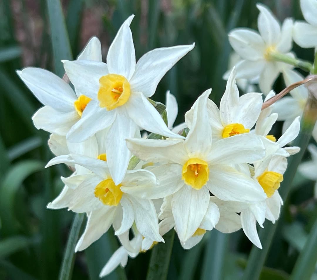 Jonquil - flowers starting with J